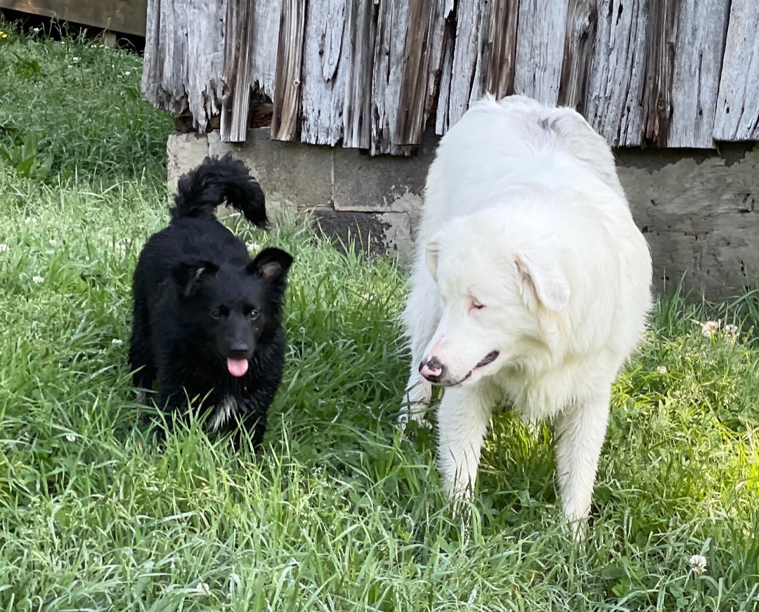  Carolina  and Nebraska , an adoptable Australian Shepherd, Border Collie in Asheville , NC, 28806 | Photo Image 1