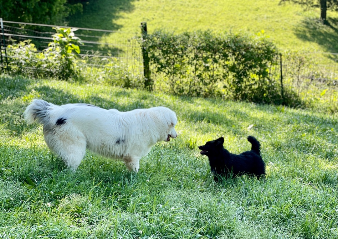  Carolina  and Nebraska , an adoptable Australian Shepherd, Border Collie in Asheville , NC, 28806 | Photo Image 5
