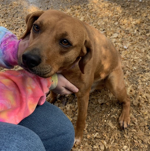 Bob, an adoptable Beagle in Zimmerman, MN, 55398 | Photo Image 2