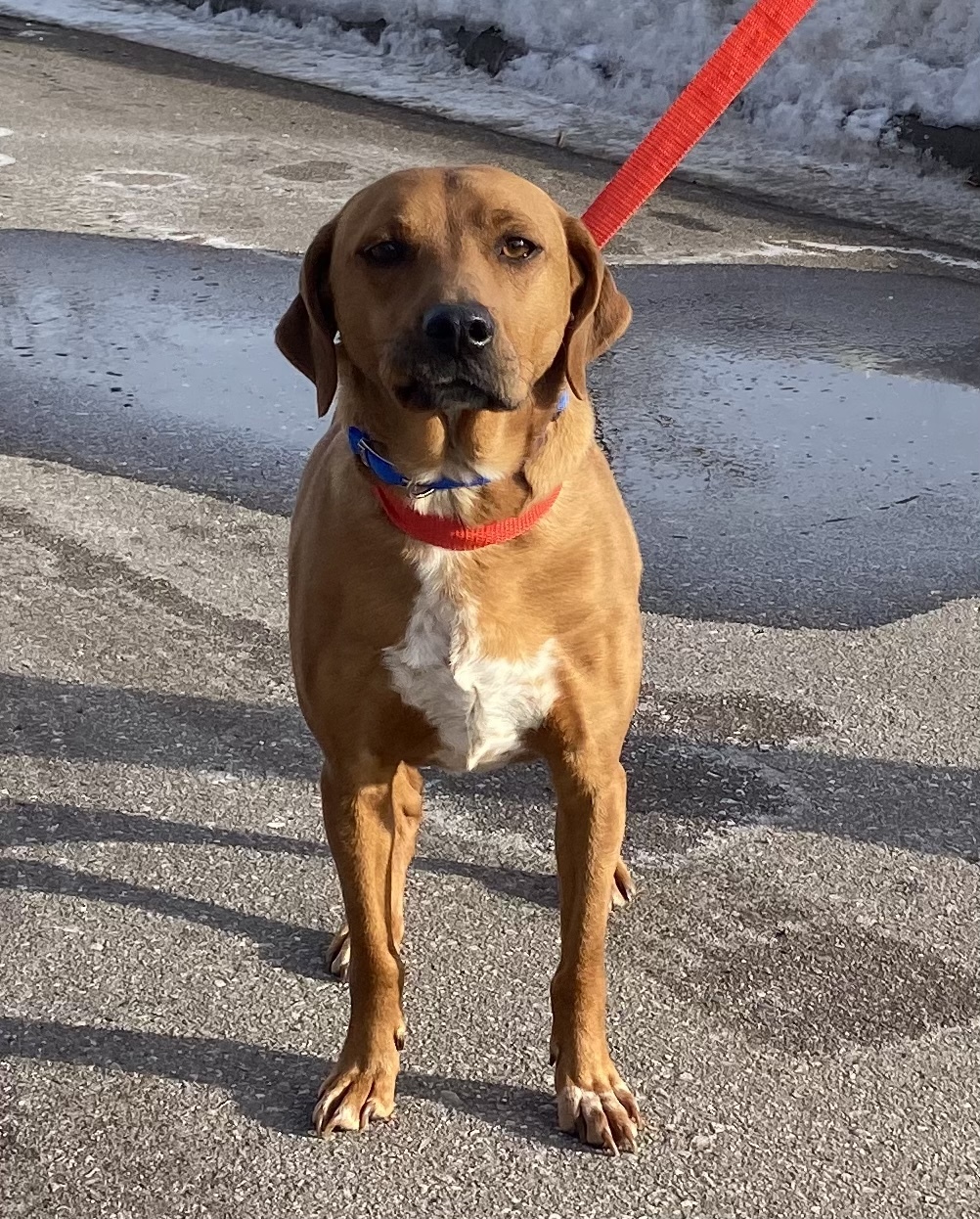 Bob, an adoptable Beagle in Zimmerman, MN, 55398 | Photo Image 3