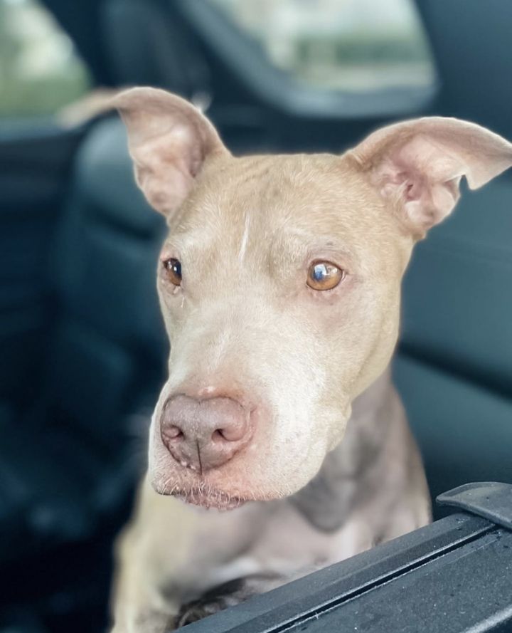 SPICE!, an adoptable Weimaraner & Pit Bull Terrier Mix in Philadelphia, PA_image-1