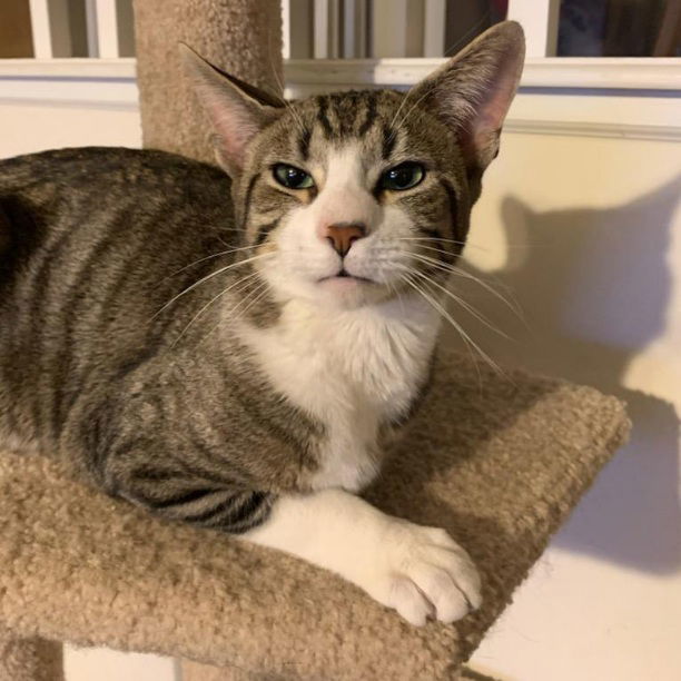 Stanley, an adoptable Tabby, Domestic Short Hair in Fishkill, NY, 12524 | Photo Image 1