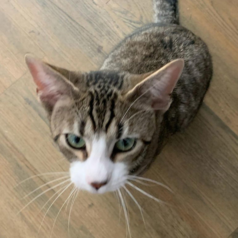 Stanley, an adoptable Tabby, Domestic Short Hair in Fishkill, NY, 12524 | Photo Image 2