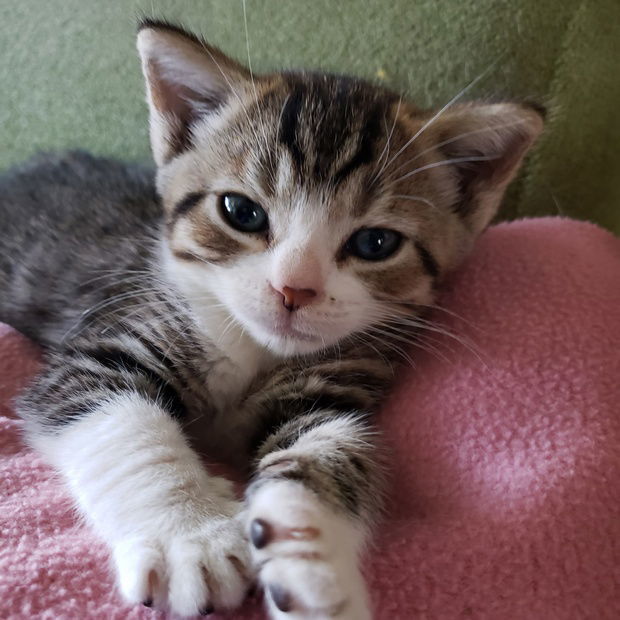 Stanley, an adoptable Tabby, Domestic Short Hair in Fishkill, NY, 12524 | Photo Image 3