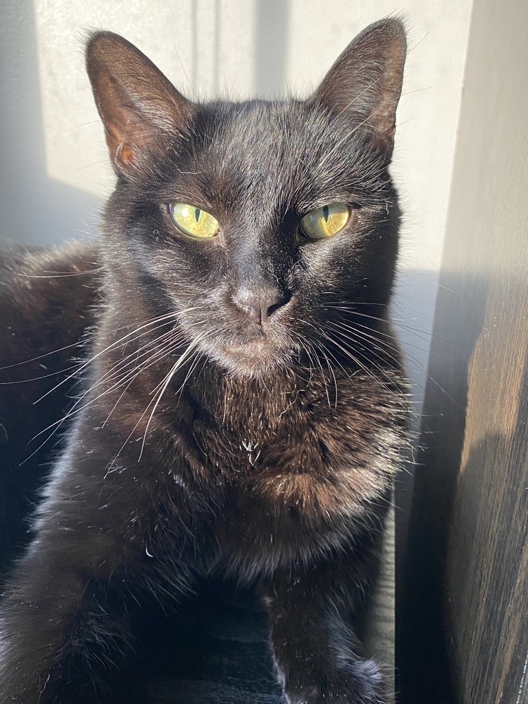 Quasi, an adoptable Domestic Short Hair in Clarksville, TN, 37042 | Photo Image 2