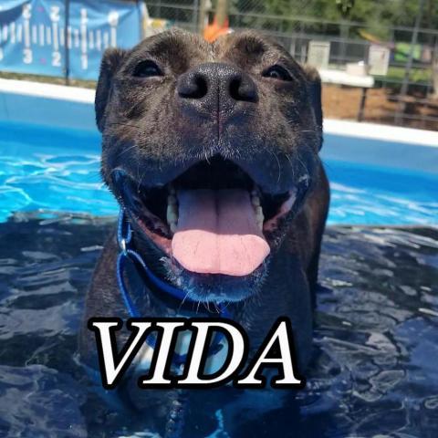 Vida