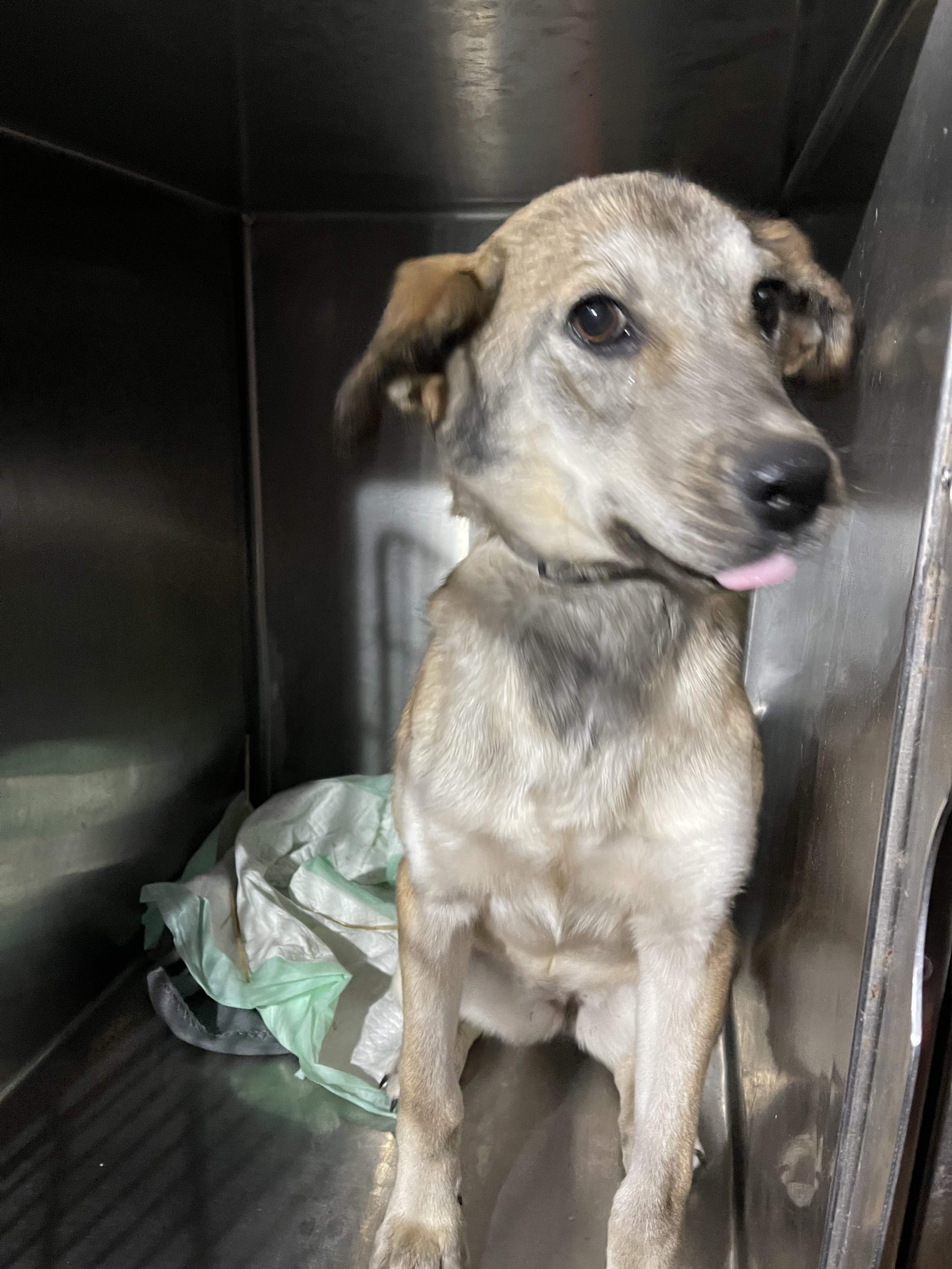 Jill, an adoptable Mixed Breed, Labrador Retriever in Hedgesville, WV, 25427 | Photo Image 2