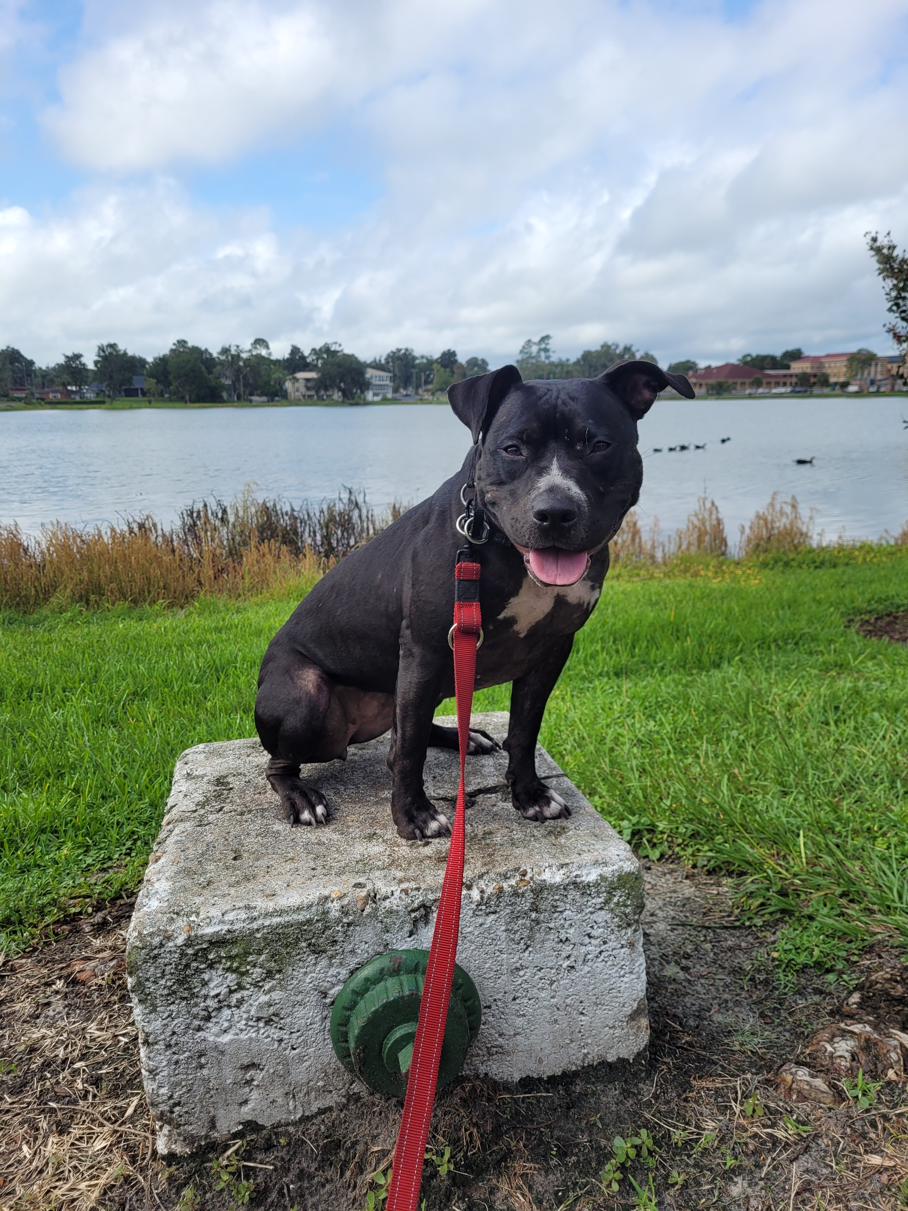 Doree, an adoptable Pit Bull Terrier in Jacksonville, FL, 32216 | Photo Image 2