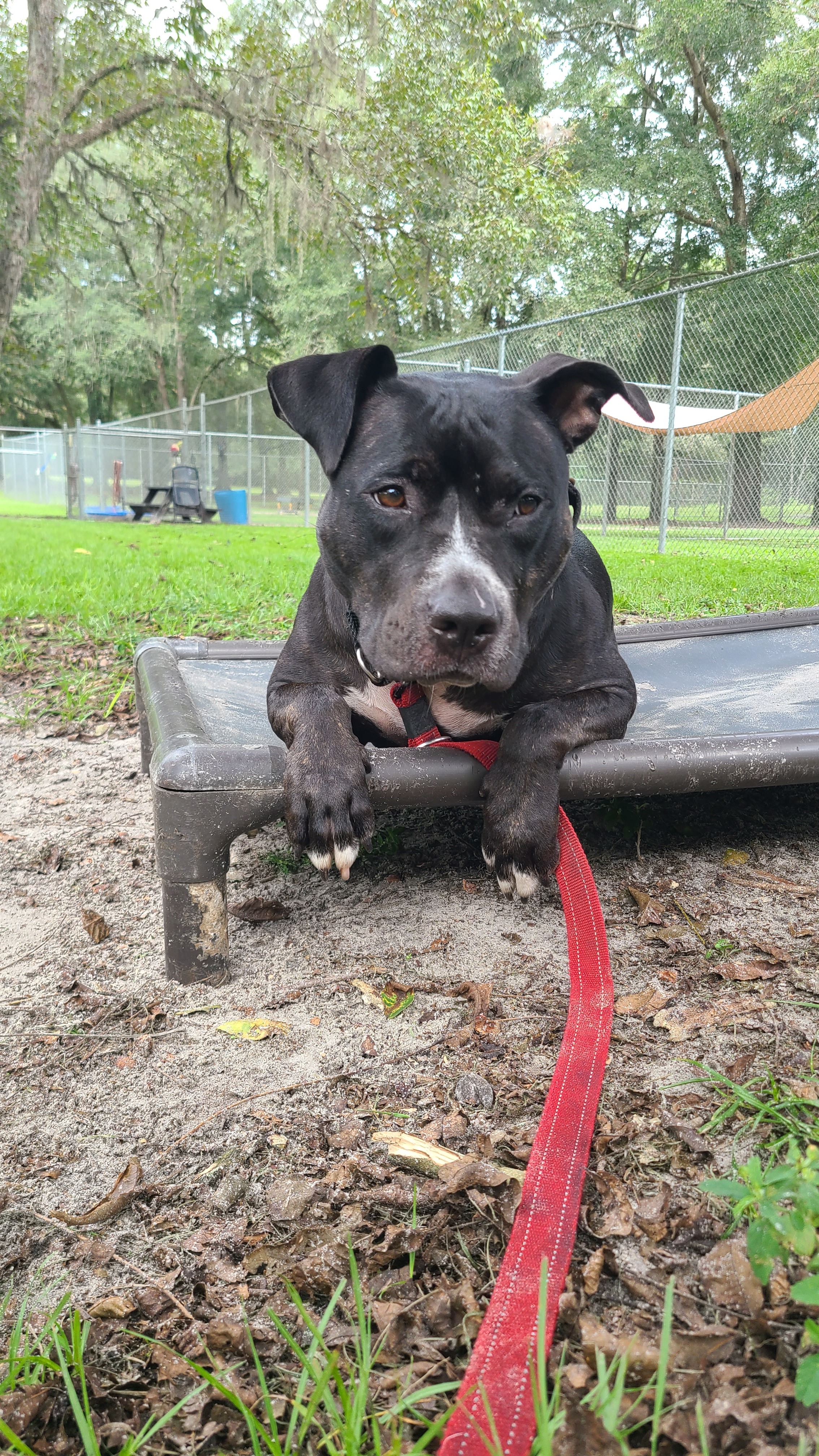 Doree, an adoptable Pit Bull Terrier in Jacksonville, FL, 32216 | Photo Image 1