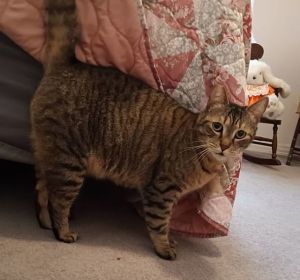 Layla, Adult Female Domestic Short Hair
