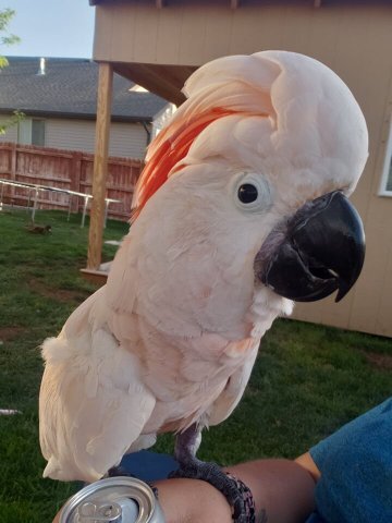 Angel, an adoptable Cockatoo in Salt Lake City, UT_image-1