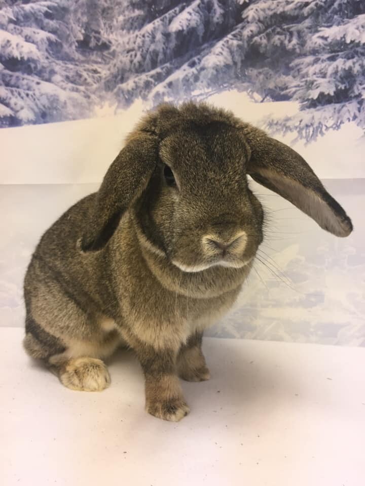 Gidget, an adoptable Lop Eared in Youngstown, OH_image-1