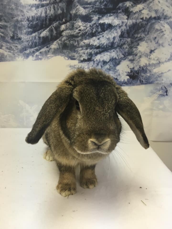 Gidget, an adoptable Lop Eared in Youngstown, OH_image-3