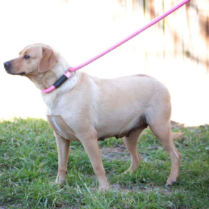 Jewel, an adopted Labrador Retriever & Beagle Mix in Corsicana, TX_image-4