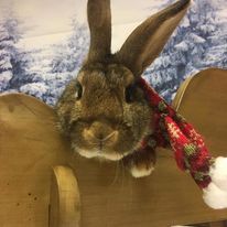 Penquin, an adoptable Bunny Rabbit in Youngstown, OH_image-1