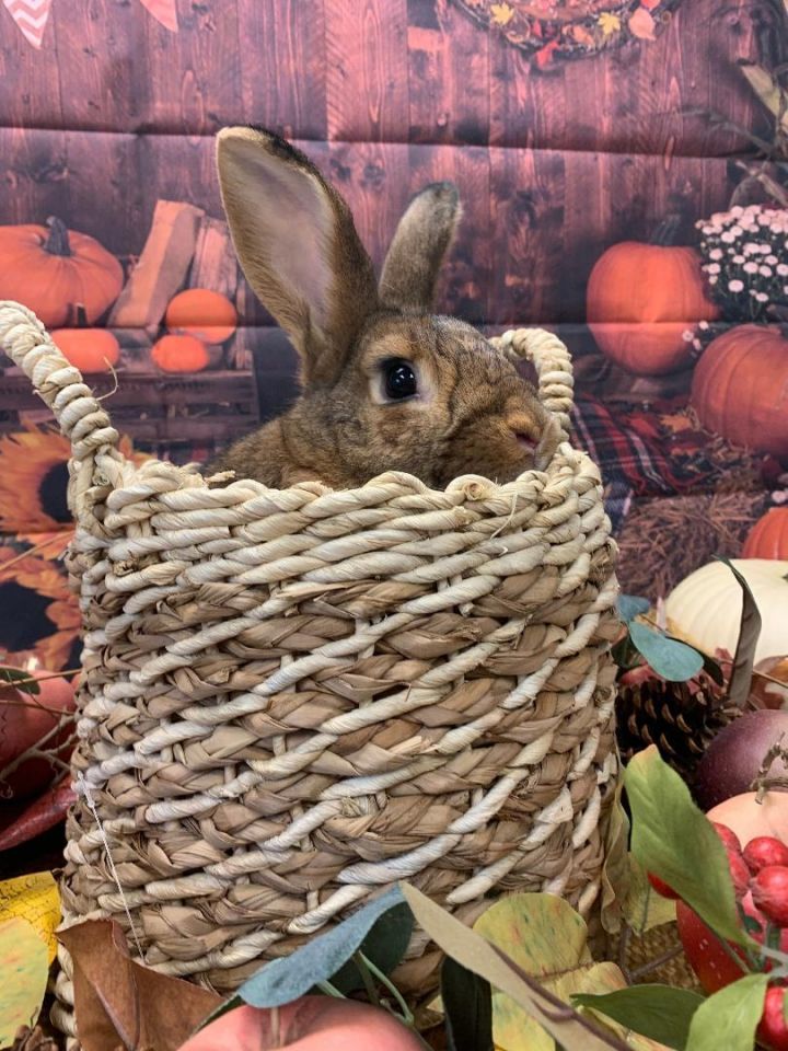 Penquin, an adoptable Bunny Rabbit in Youngstown, OH_image-1