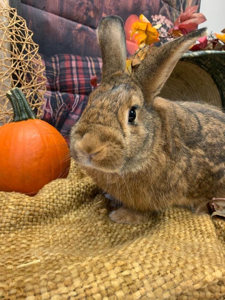 Penquin, an adoptable Bunny Rabbit in Youngstown, OH_image-4