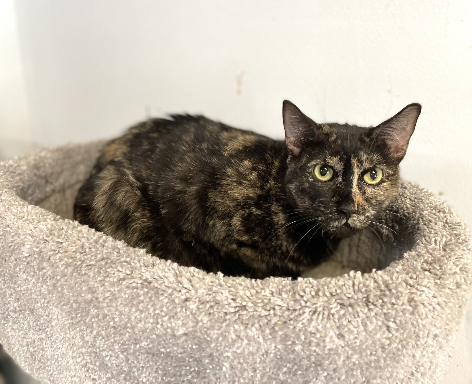 Ariana, an adoptable Domestic Short Hair in Margate, FL, 33068 | Photo Image 2