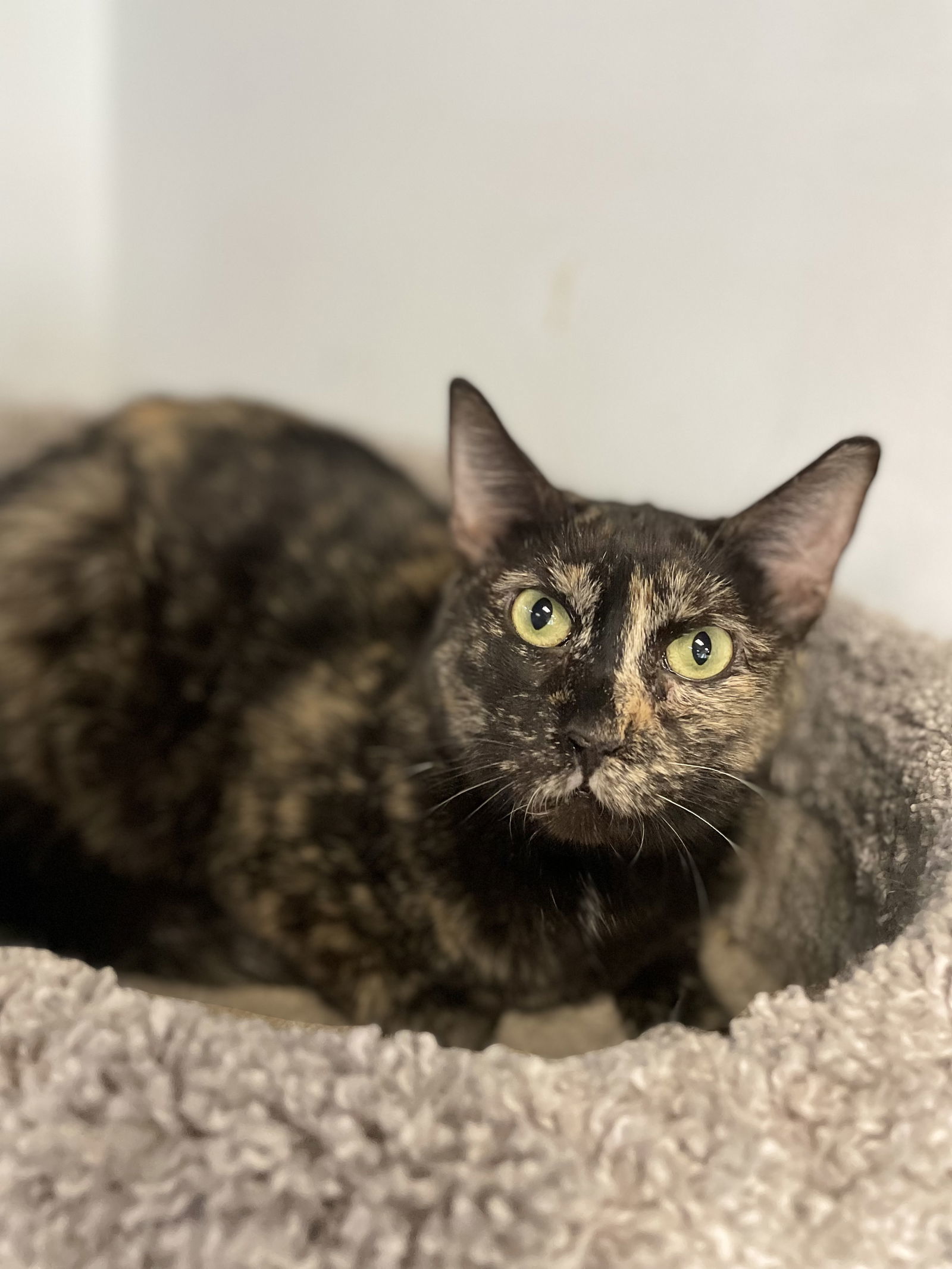 Ariana, an adoptable Domestic Short Hair in Margate, FL, 33068 | Photo Image 1