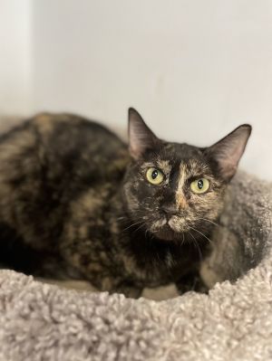 Ariana, Adult Female Domestic Short Hair