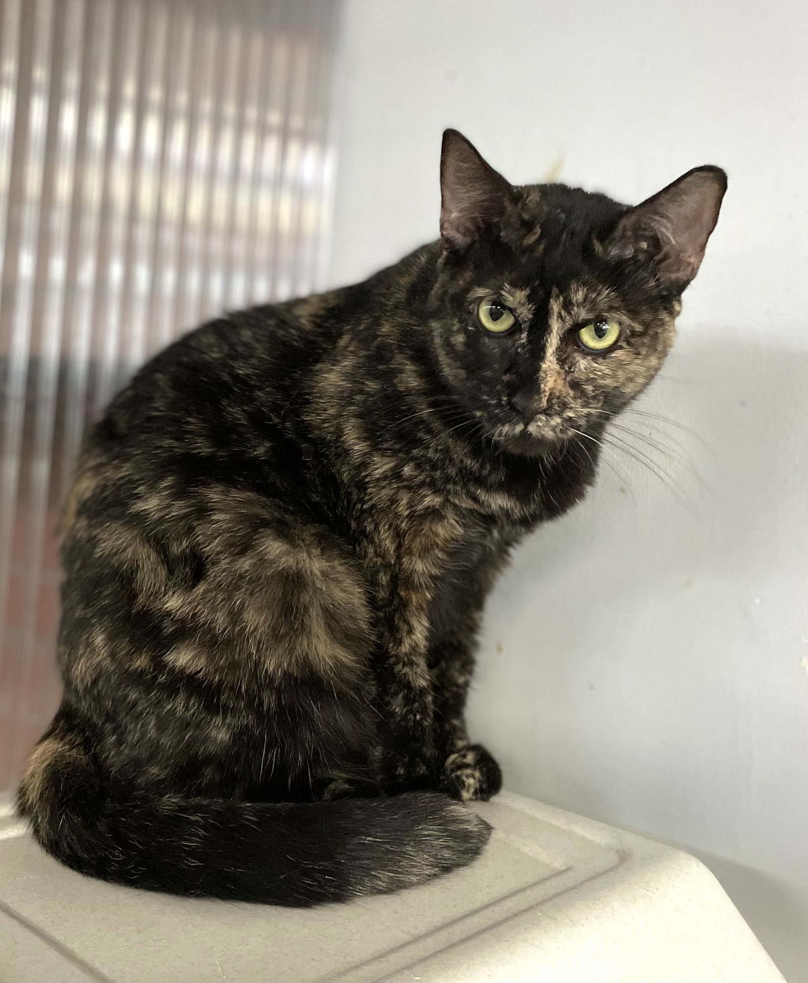 Ariana, an adoptable Domestic Short Hair in Margate, FL, 33068 | Photo Image 4