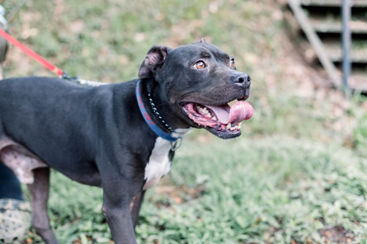 Snow, an adoptable Staffordshire Bull Terrier Mix in Milledgeville, GA_image-4