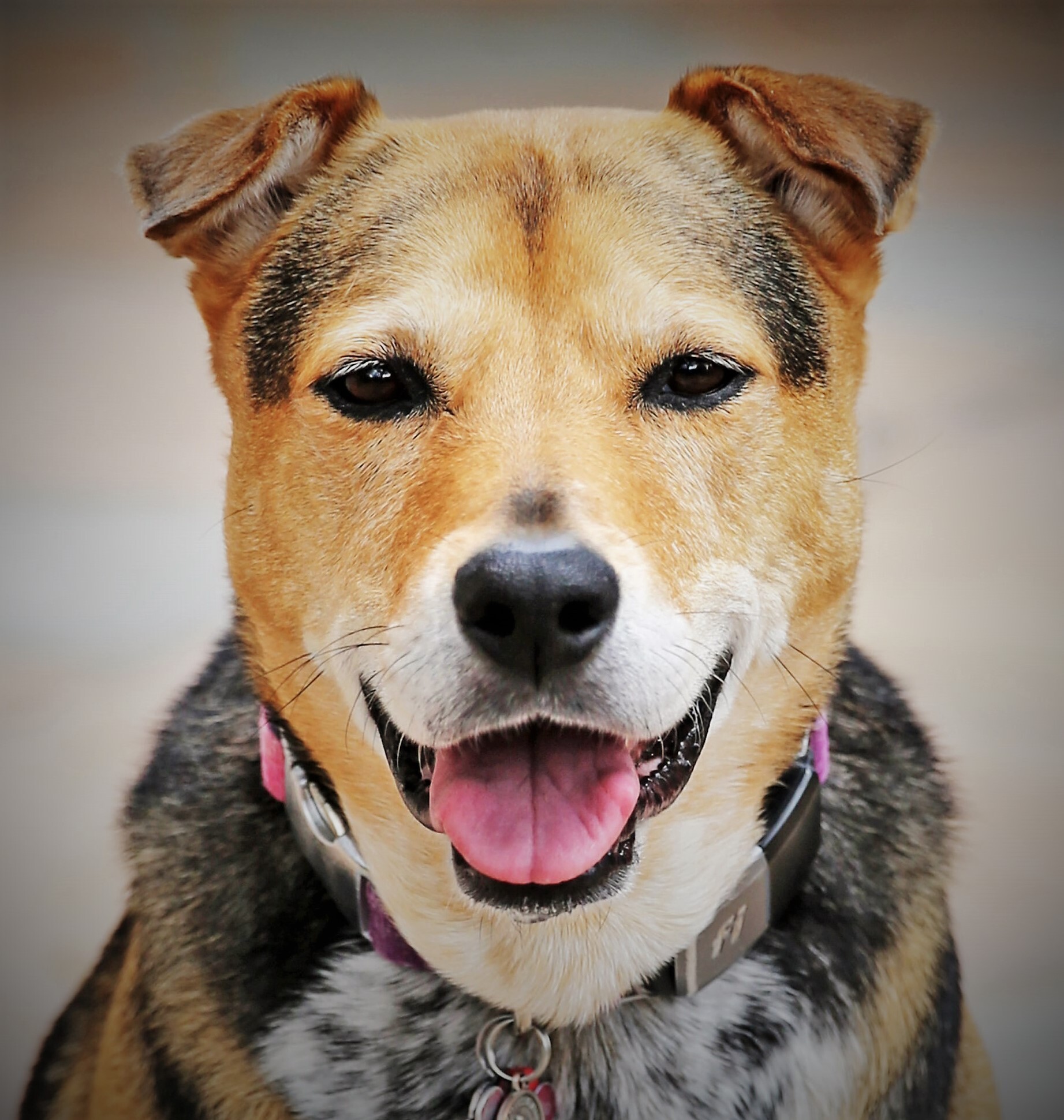 MERRY ETHEL , an adoptable Shepherd, Shar-Pei in Albuquerque, NM, 87114 | Photo Image 1