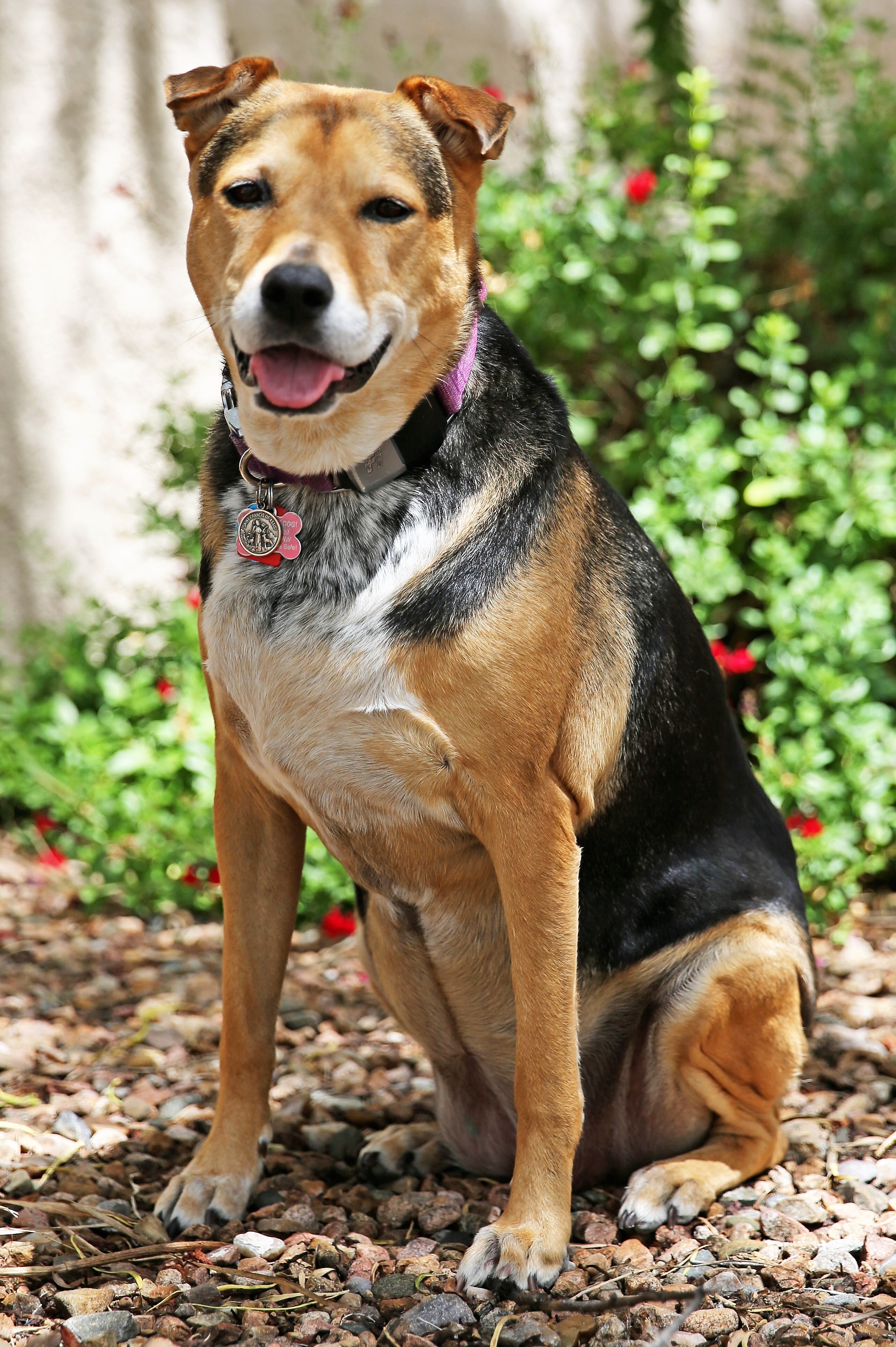 MERRY ETHEL , an adoptable Shepherd, Shar-Pei in Albuquerque, NM, 87114 | Photo Image 2