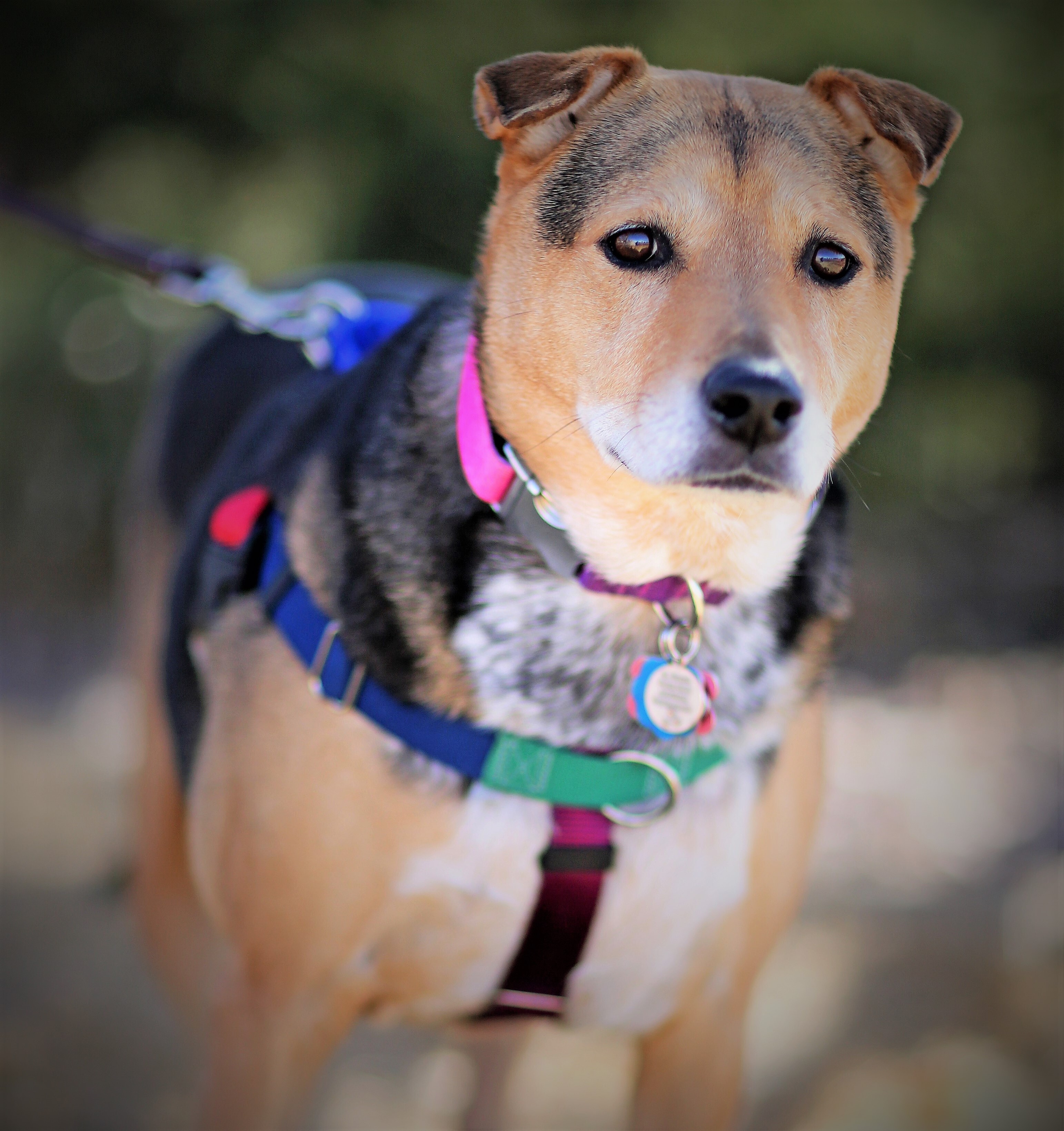 MERRY ETHEL , an adoptable Shepherd, Shar-Pei in Albuquerque, NM, 87114 | Photo Image 3