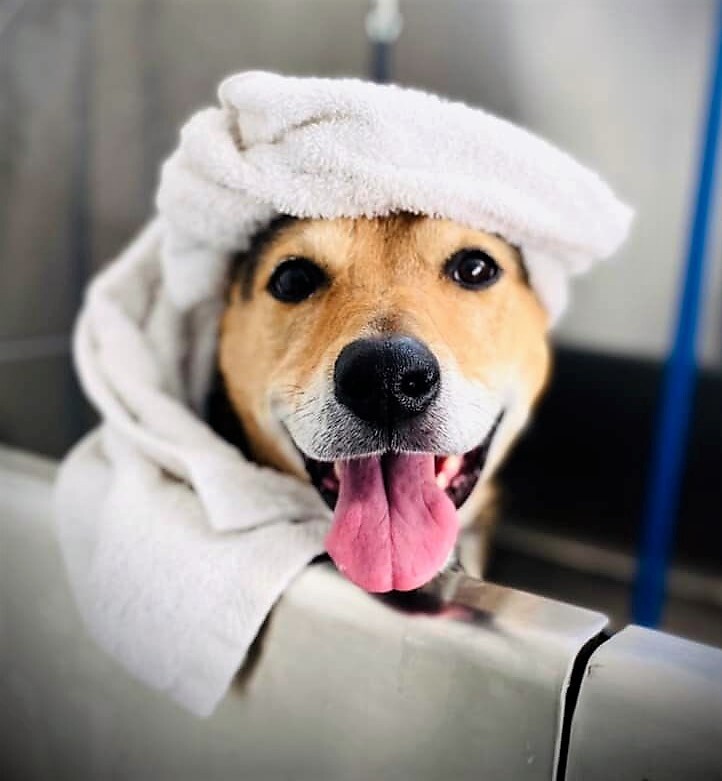 MERRY ETHEL , an adoptable Shepherd, Shar-Pei in Albuquerque, NM, 87114 | Photo Image 4
