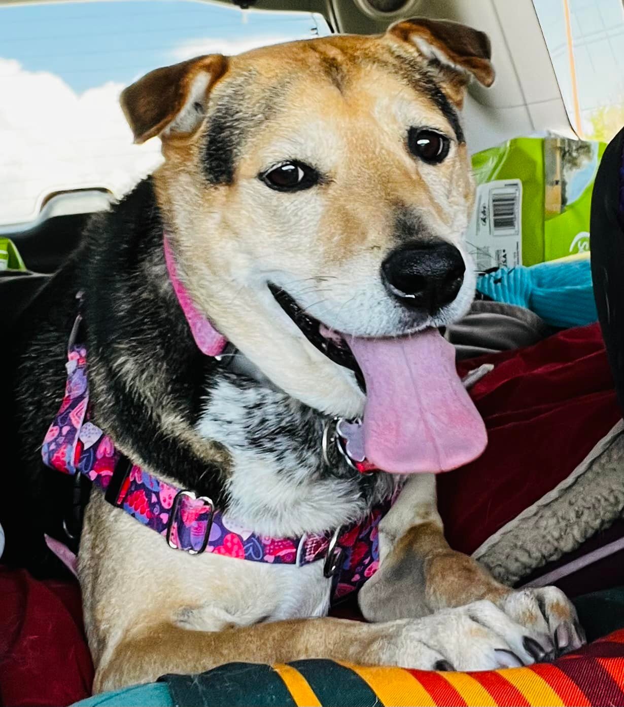 MERRY ETHEL , an adoptable Shepherd, Shar-Pei in Albuquerque, NM, 87114 | Photo Image 5