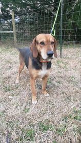 Zuri, an adoptable Hound in Ocean Springs, MS, 39564 | Photo Image 1