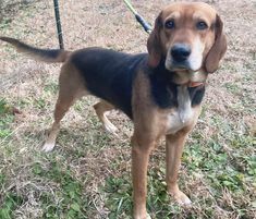 Zuri, an adoptable Hound in Ocean Springs, MS, 39564 | Photo Image 2