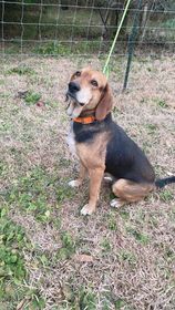 Zuri, an adoptable Hound in Ocean Springs, MS, 39564 | Photo Image 3