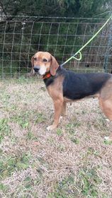 Zuri, an adoptable Hound in Ocean Springs, MS, 39564 | Photo Image 4
