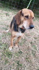Zuri, an adoptable Hound in Ocean Springs, MS, 39564 | Photo Image 5