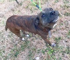 Lola, an adoptable Boxer in Ocean Springs, MS, 39564 | Photo Image 3