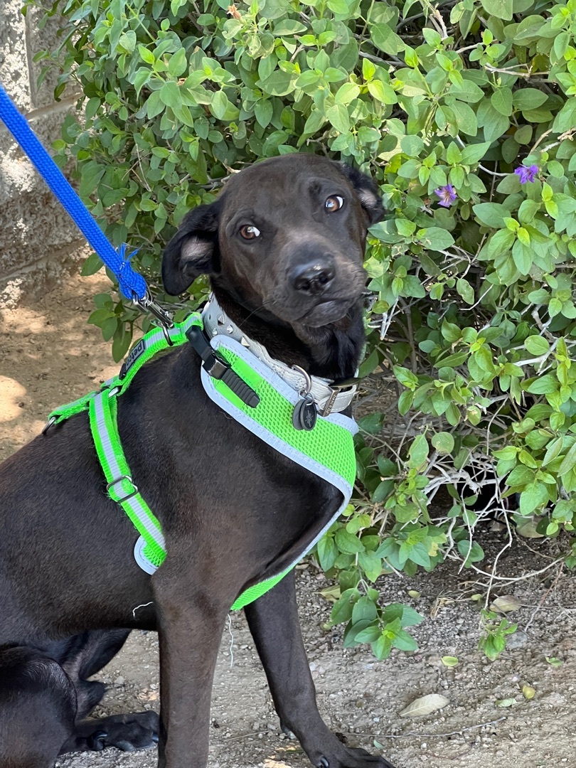 Shar-pei mix puppies