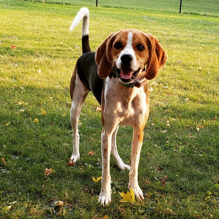 Sadie, an adopted Beagle & Foxhound Mix in Cedar Rapids, IA_image-2