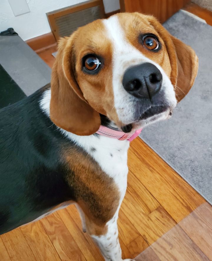 Sadie, an adoptable Beagle & Foxhound Mix in Cedar Rapids, IA_image-3