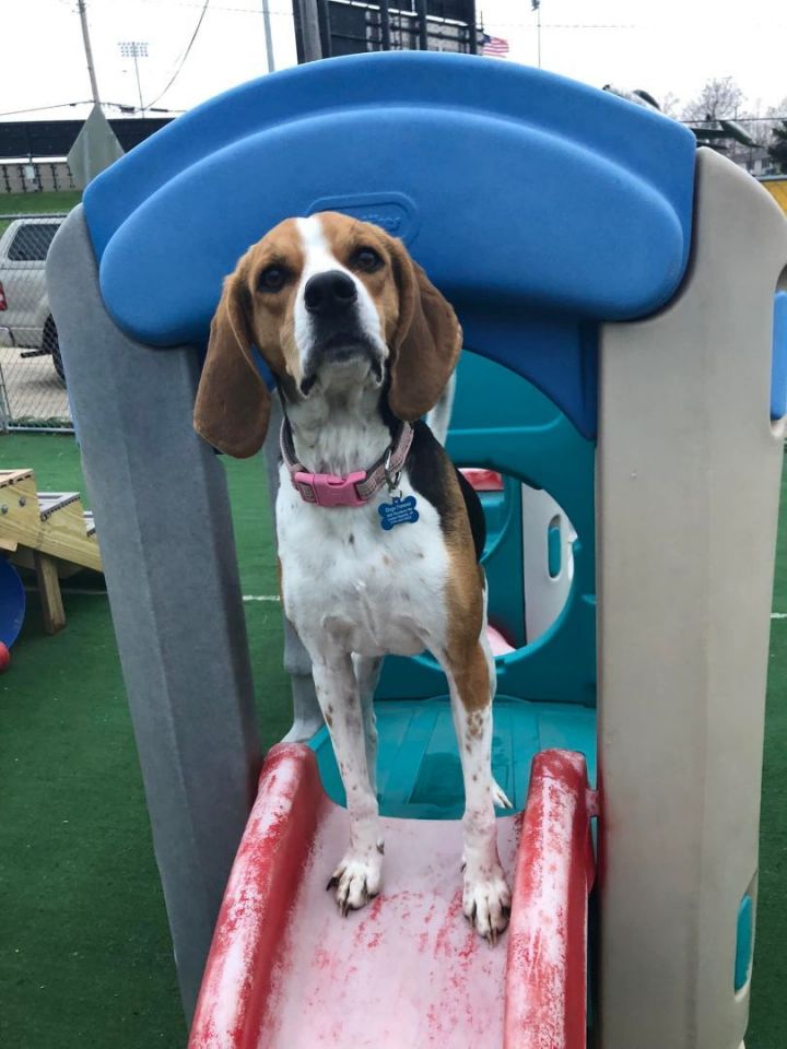 Sadie, an adopted Beagle & Foxhound Mix in Cedar Rapids, IA_image-1