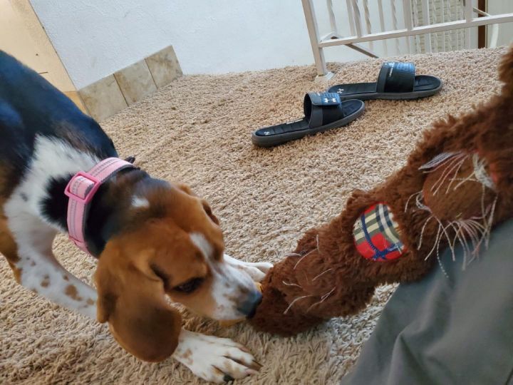 Sadie, an adoptable Beagle & Foxhound Mix in Cedar Rapids, IA_image-6