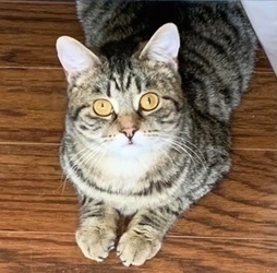 Toby, an adoptable Domestic Short Hair in San Diego, CA, 92111 | Photo Image 1