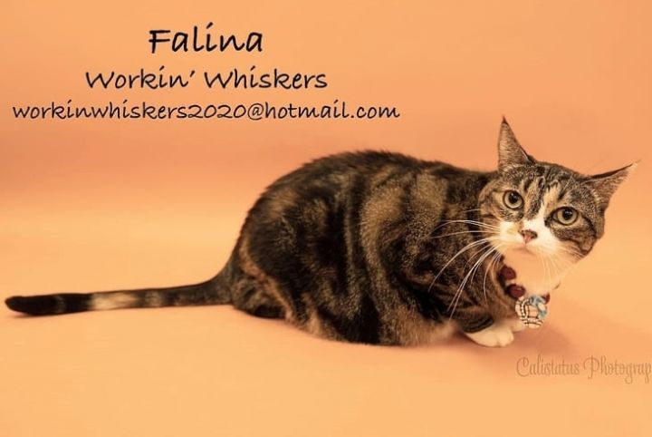FALINA, an adoptable Domestic Short Hair & Tabby Mix in HEMET, CA_image-2