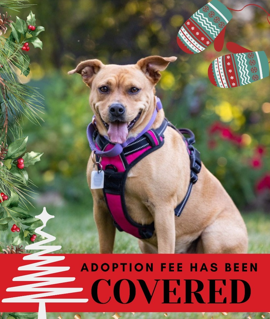 Mabel - I'll Be Home For Christmas Promo, an adoptable American Bulldog, Mixed Breed in Savage, MN, 55378 | Photo Image 1