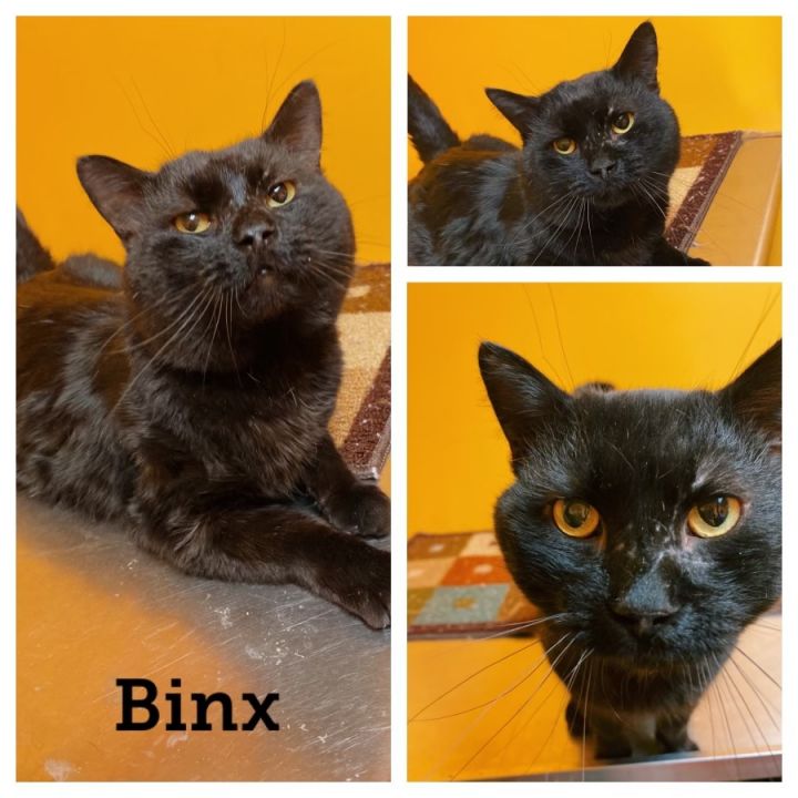 Binx, an adoptable Domestic Short Hair in Waynesburg, PA_image-2