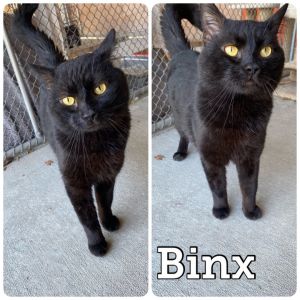 Binx