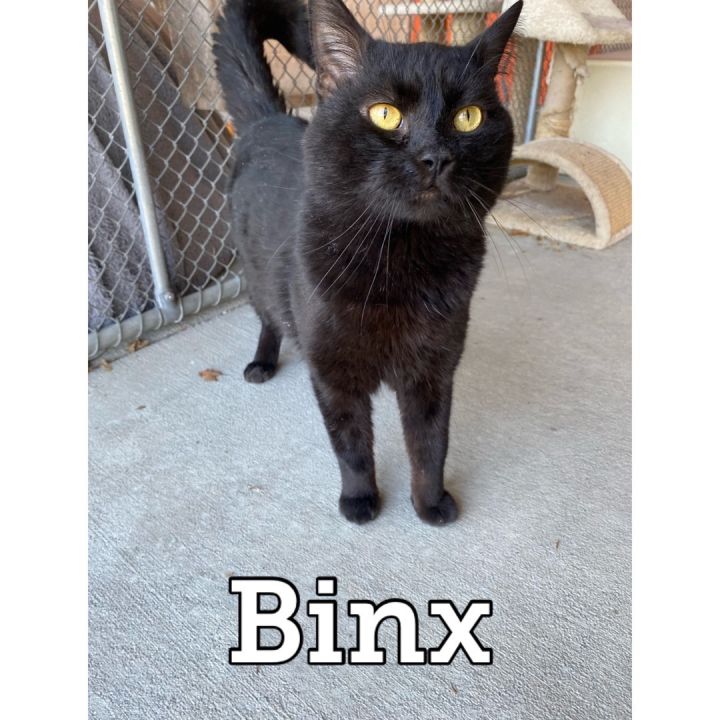Binx, an adoptable Domestic Short Hair in Waynesburg, PA_image-4