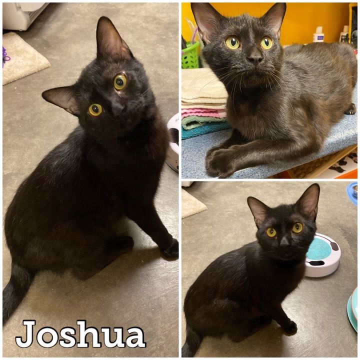 Joshua, an adoptable Domestic Short Hair in Waynesburg, PA_image-1