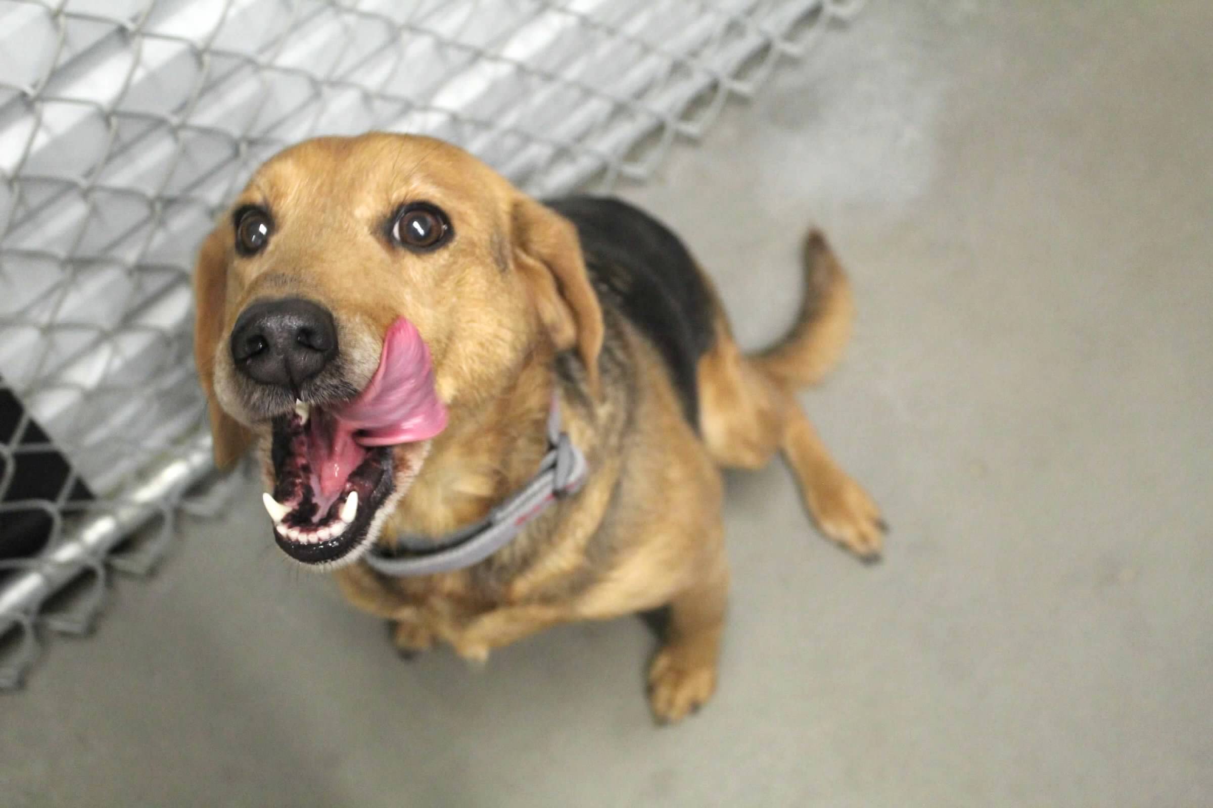 Dove, an adoptable Basenji in Pierre, SD, 57501 | Photo Image 2